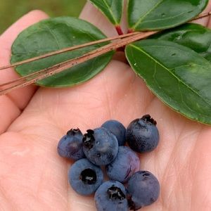 Meet your Posher, Leanne